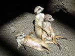 Meercats, posing