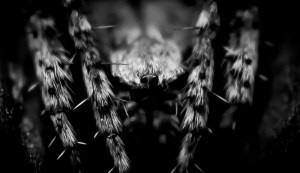 macro spider portrait