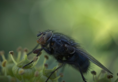 Fly on ivy
