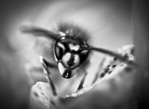 macro wasp