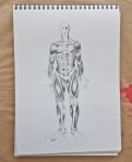 Anatomy drawing, main muscles that matter for drawing