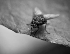 fly on a leaf