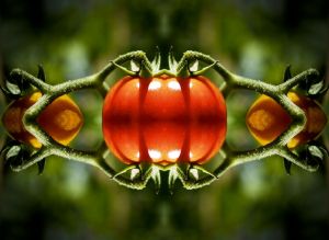 Tomato kaleidoscope 1