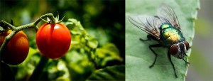 Tomatoes and a fly