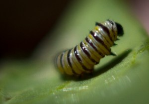 Caterpillar