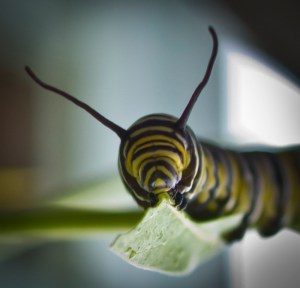 caterpillar eating