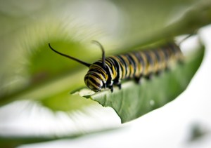 Monarch butterfly caterpillar