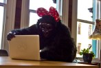 Gorilla using a computer