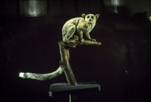 Museum Lemur