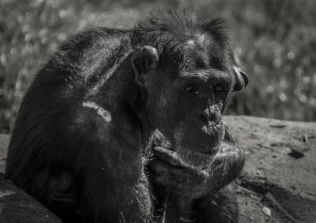 old chimpanzee