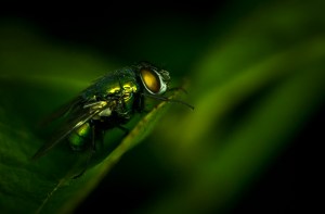Green fly on a green leaf
