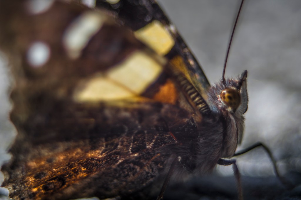 Macro butterfly