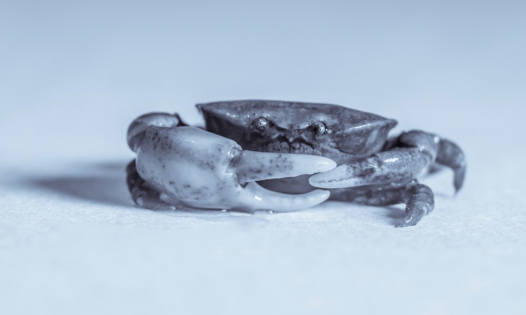 Angry little crab