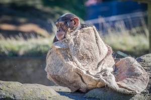 chimp with sack
