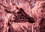 IR giraffe