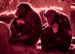 IR chimp mothers