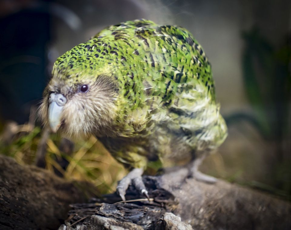 Kakapo