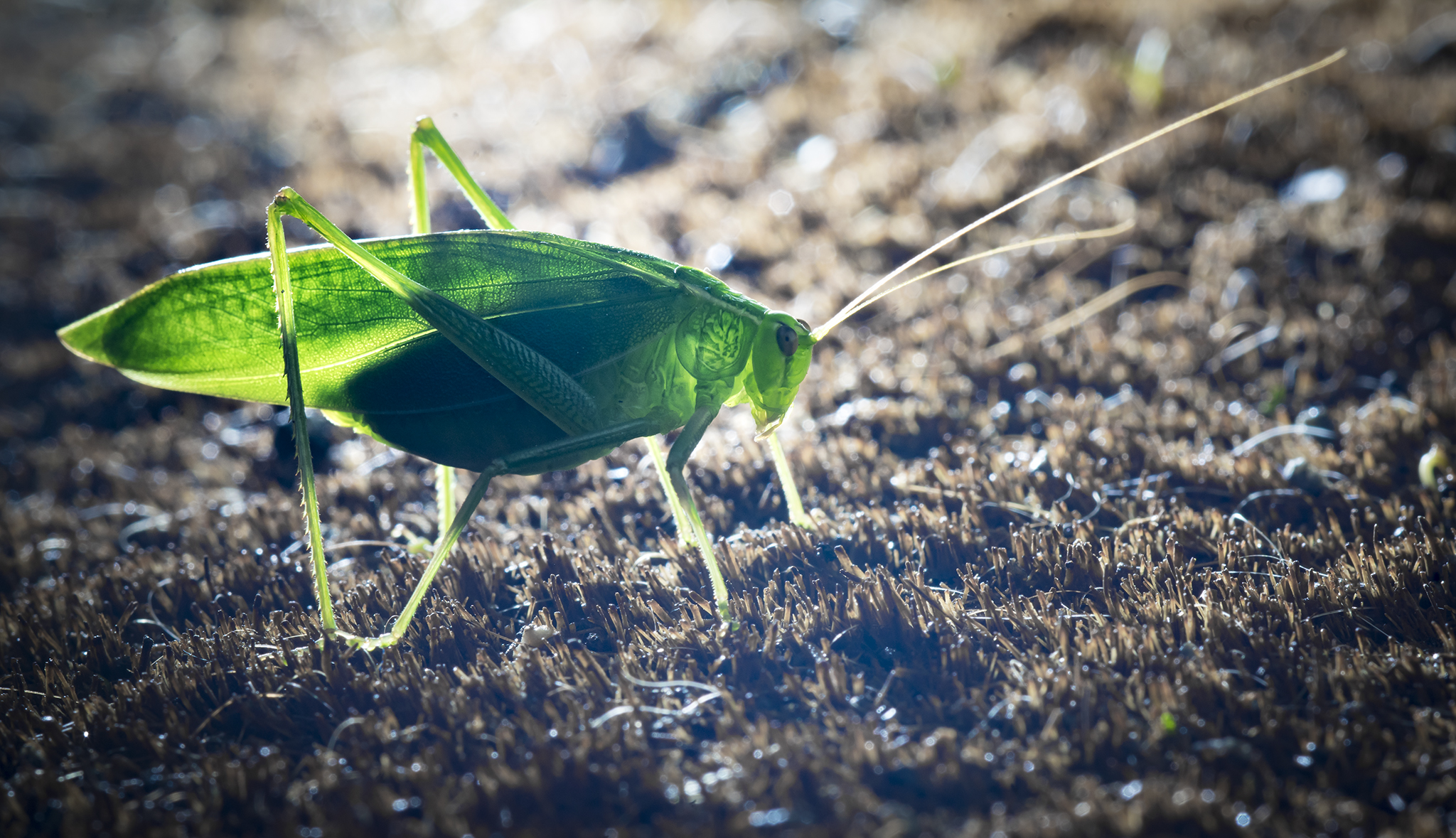 backlit katydid