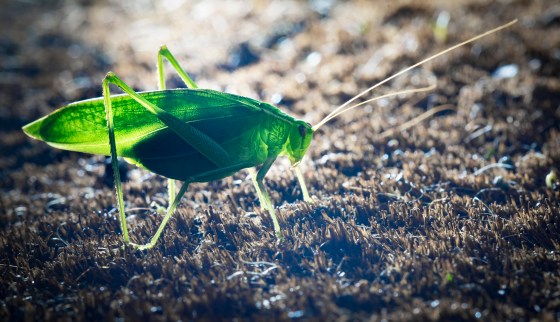 backlit katydid