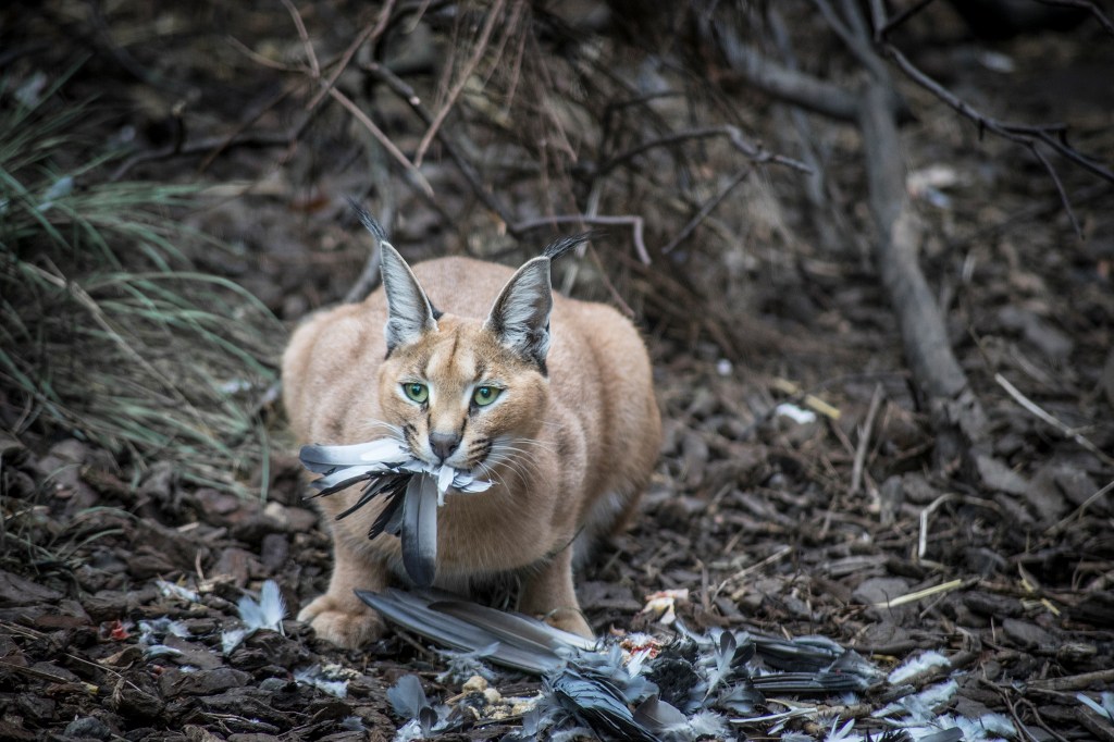 Caracal cat and an ex-pidgeon