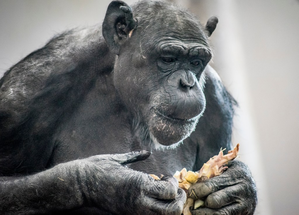 chimp chomping