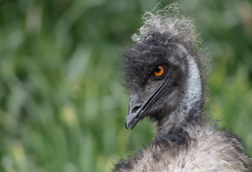 Derpy Emu 