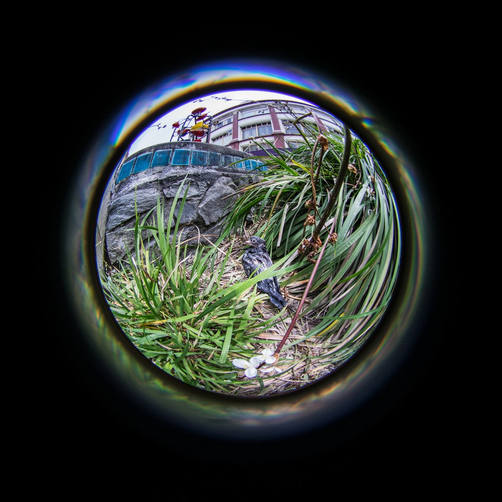Pigeon bucket fountain