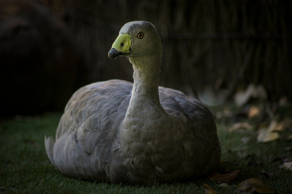 Goose