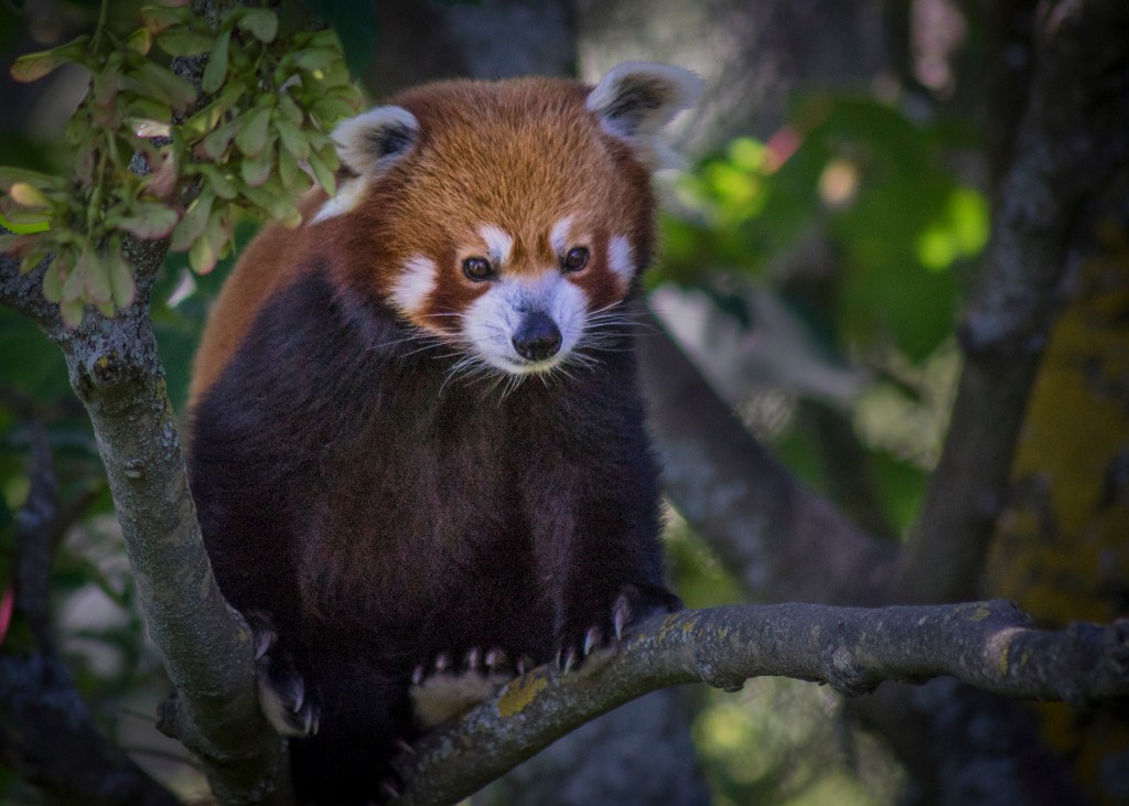 Red panda