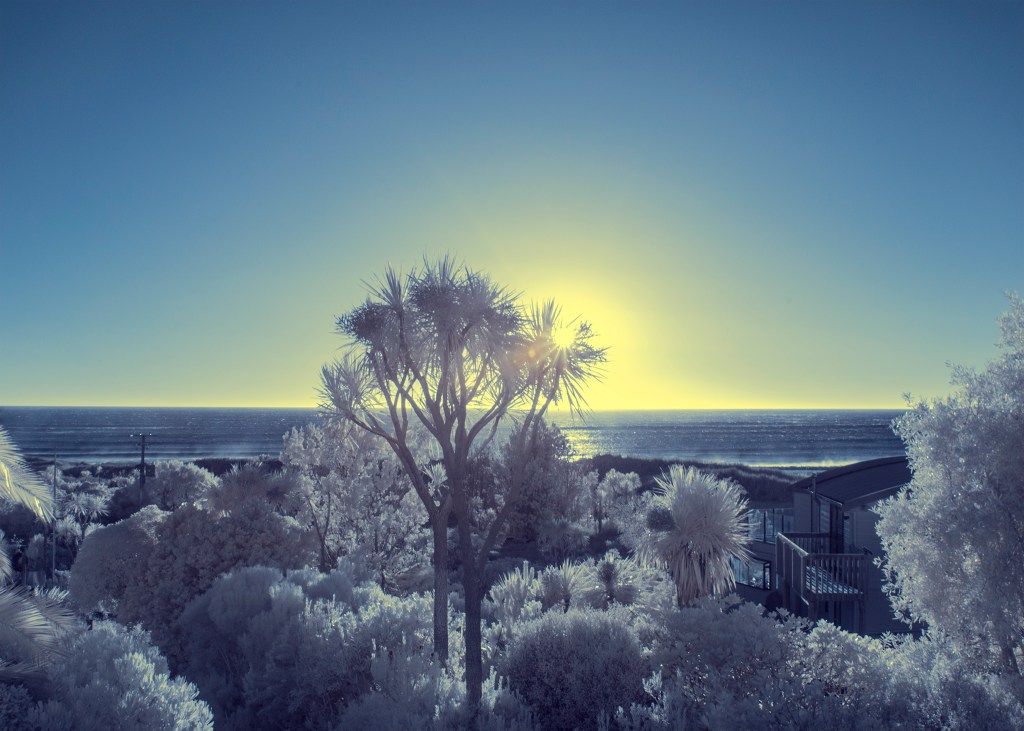 Cabbage tree at sunrise