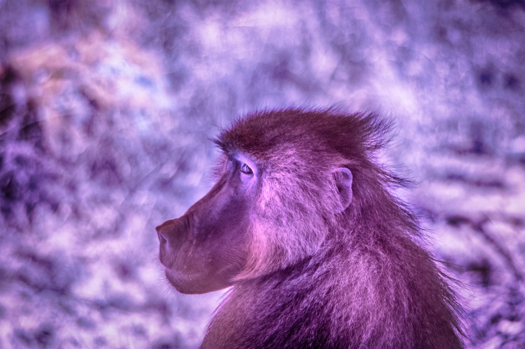 IR Baboon