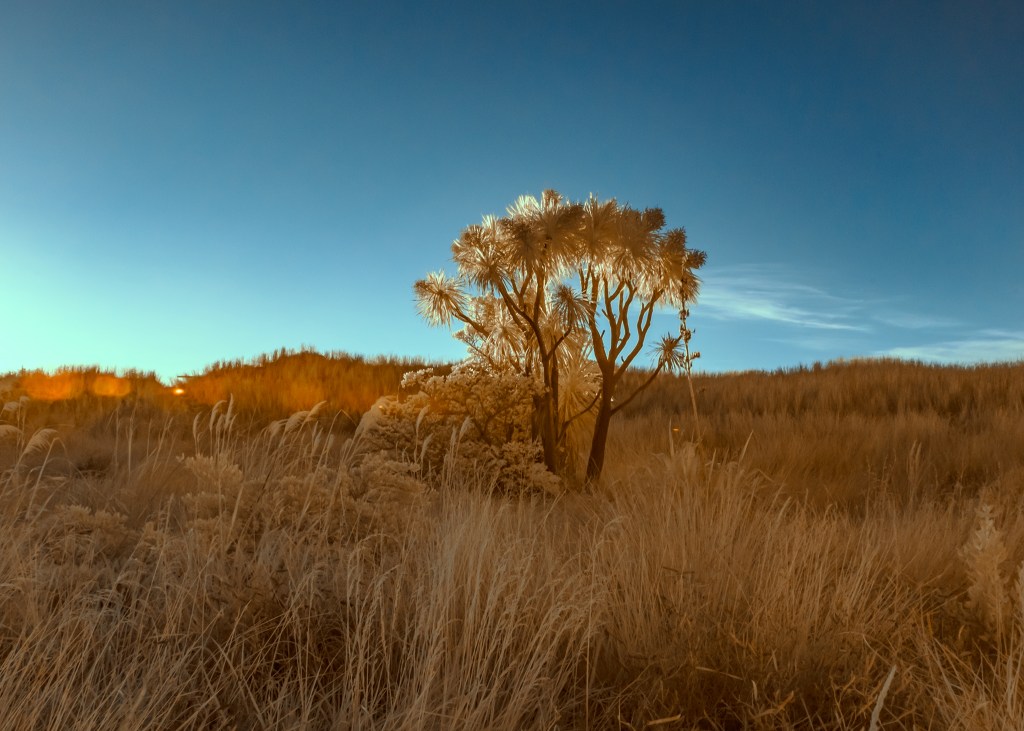 IR cabbage tree