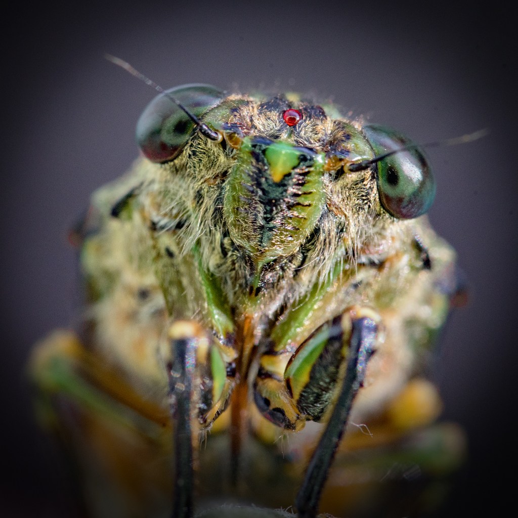 cicada_280216_036