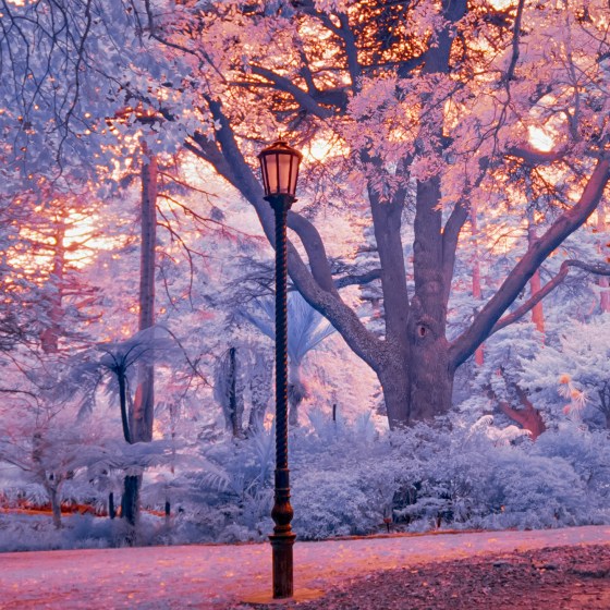 street lamp wellington