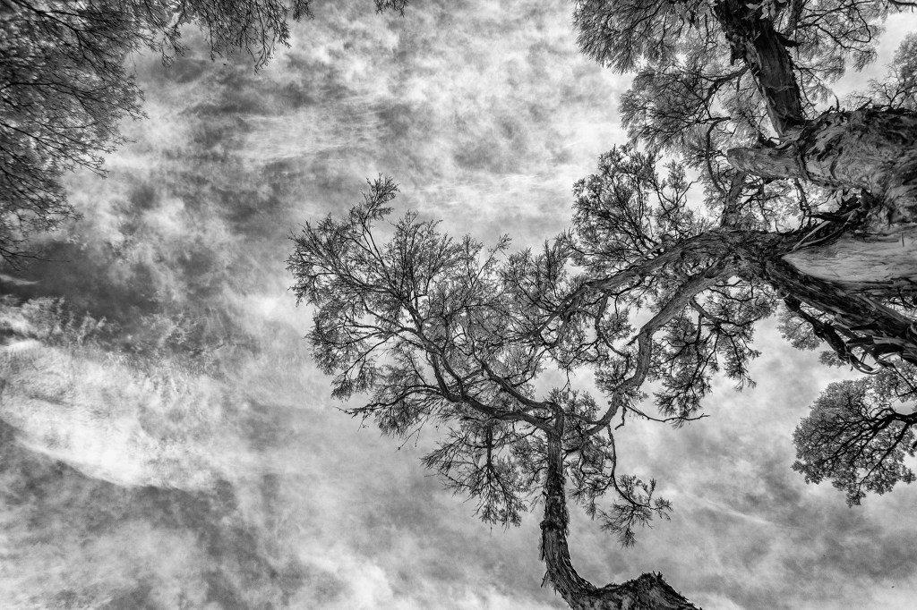 Trees IR camera