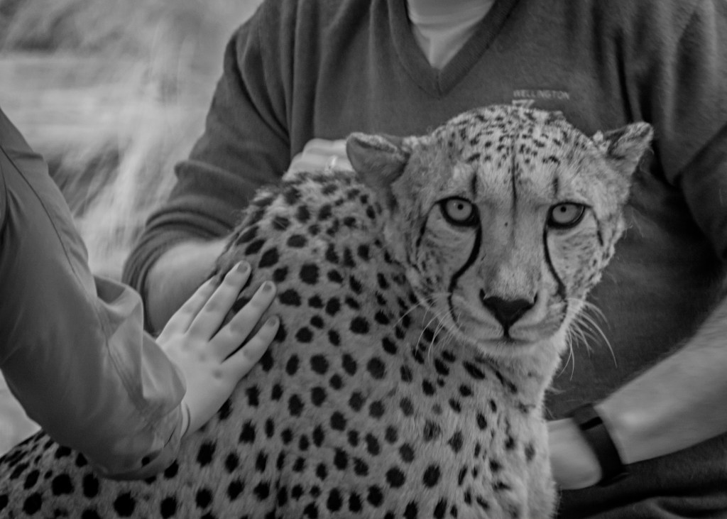 Cheetah, being patted