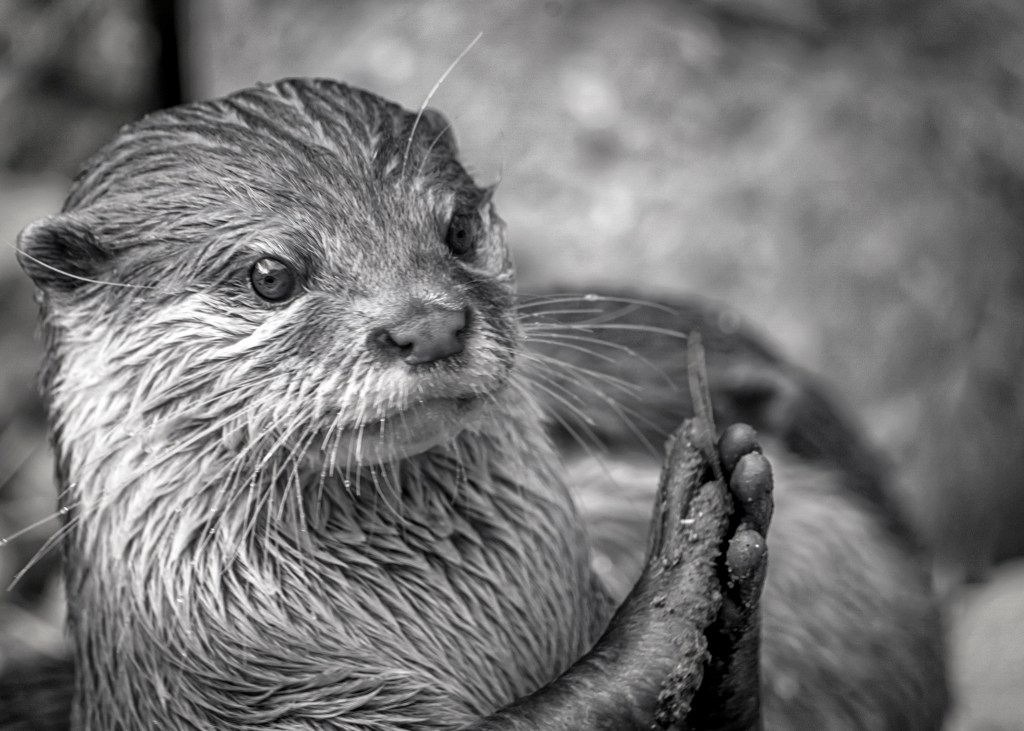 Otter clapping