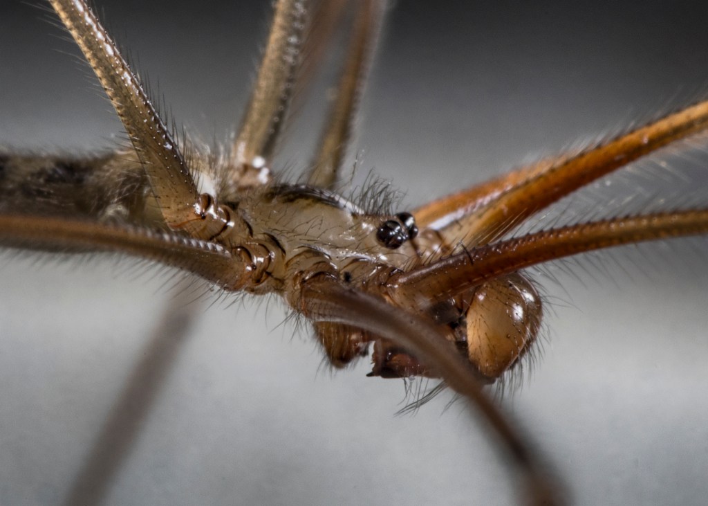 Daddy Longlegs spider