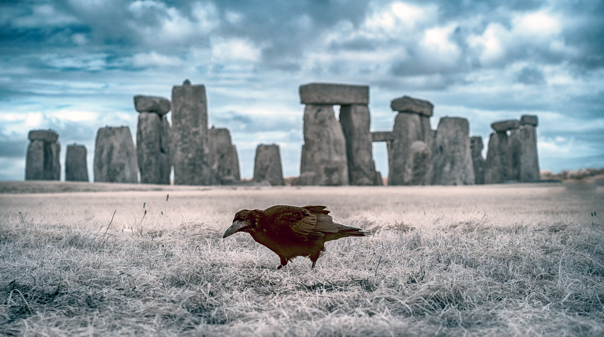 Stonehenge Crow
