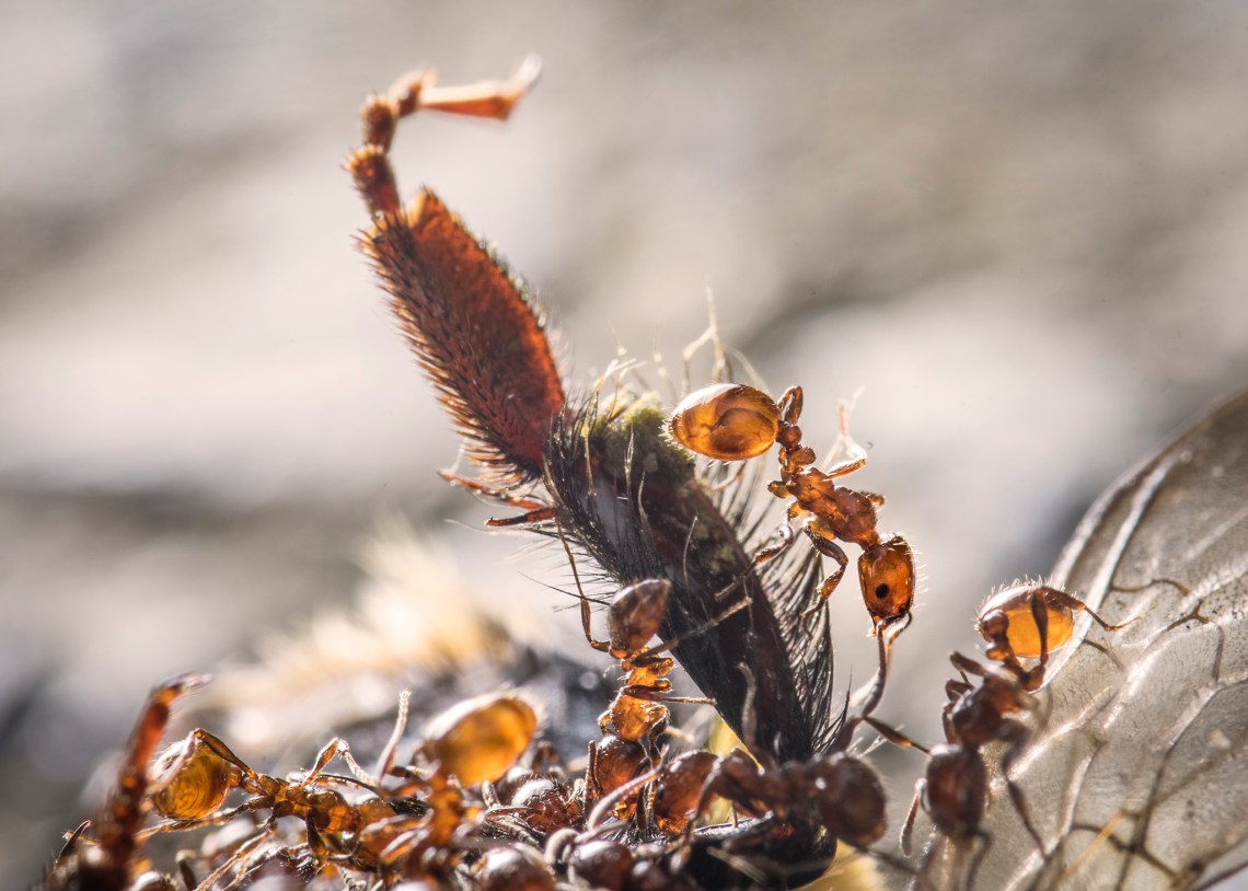 ants_dsc05750