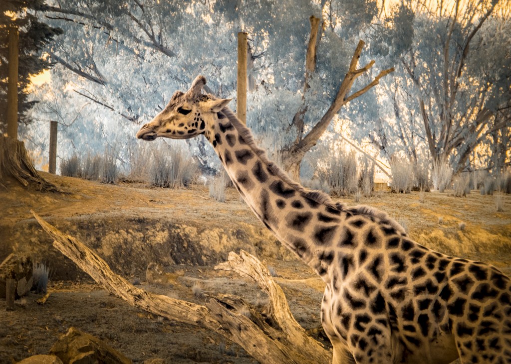 IR Giraffe