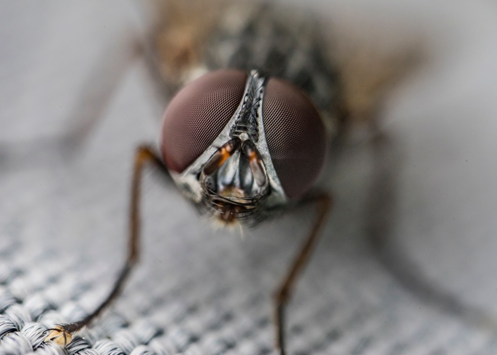 Macro fly