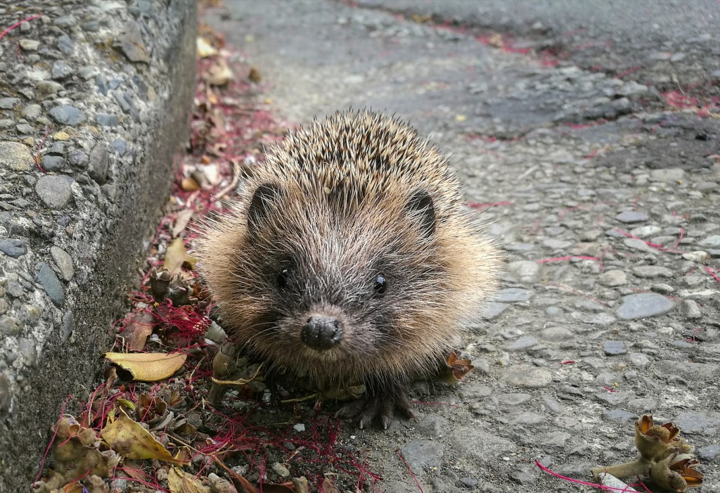 Baby hedgehog