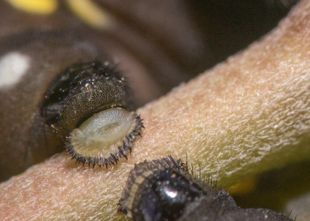 sticky feet caterpillar