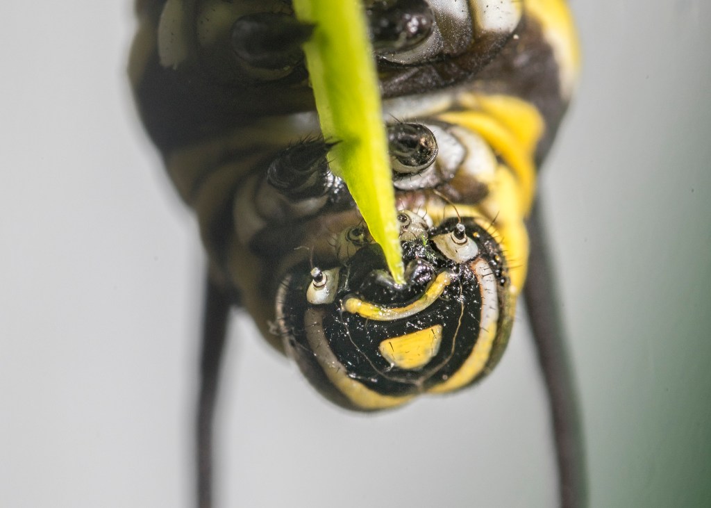 monarch caterpillar eating