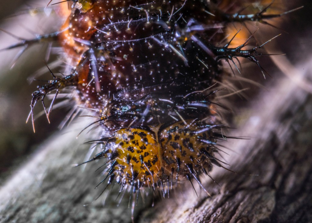 spikey caterpillar