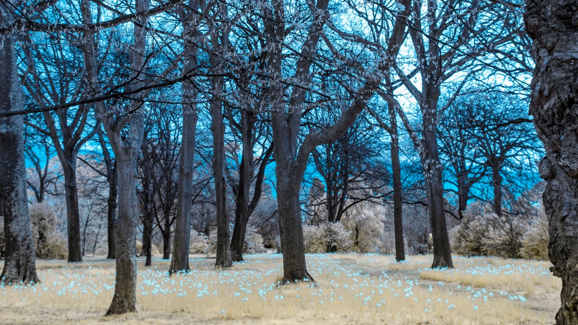chchdaffodils_fb_DSC08893