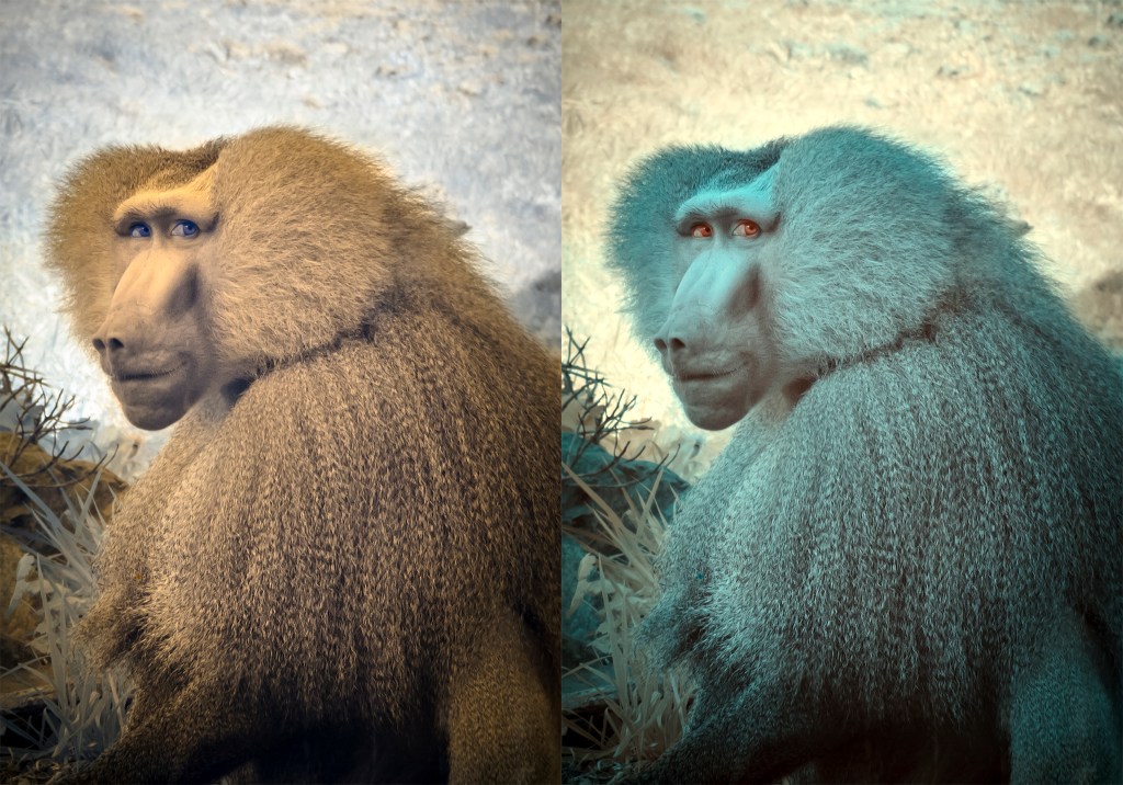 Baboon processed 2 ways
